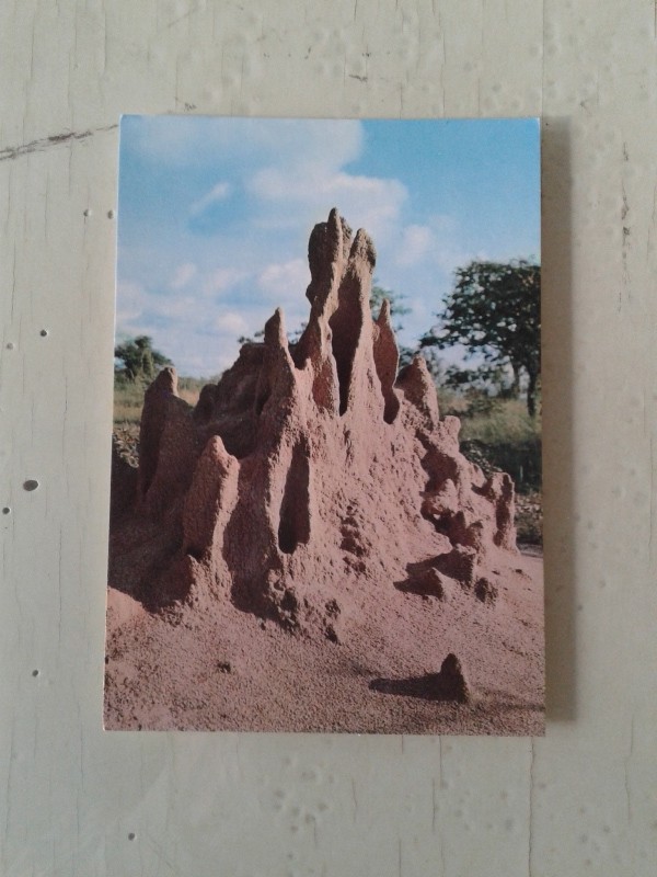 Cartoline natura termitaio